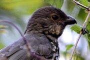 Tooth-billed Bowerbird (Scenopoeetes dentirostris)